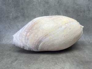 A large volute shell - 3