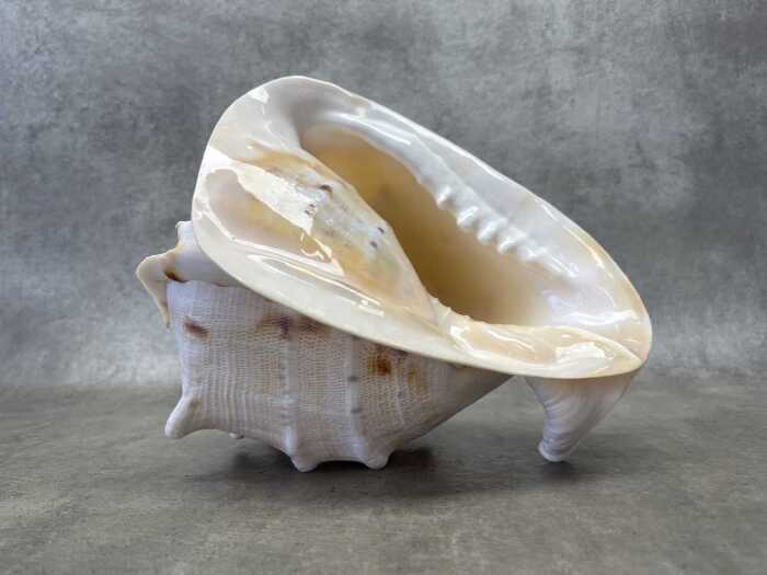 A horned helmet sea shell