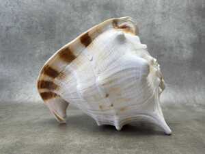 A horned helmet sea shell - 2