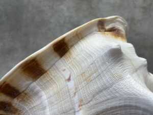 A horned helmet sea shell - 3