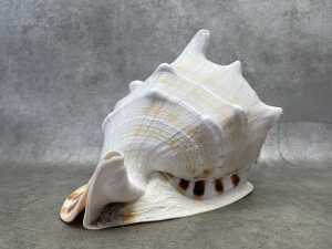 A horned helmet sea shell - 4