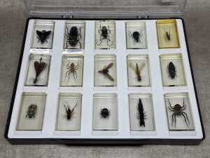 A collection of 15 resin-sealed bug specimens in a display case
