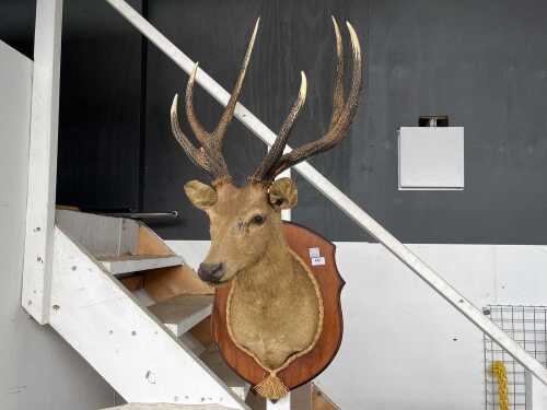 Mounted taxidermy deerhead