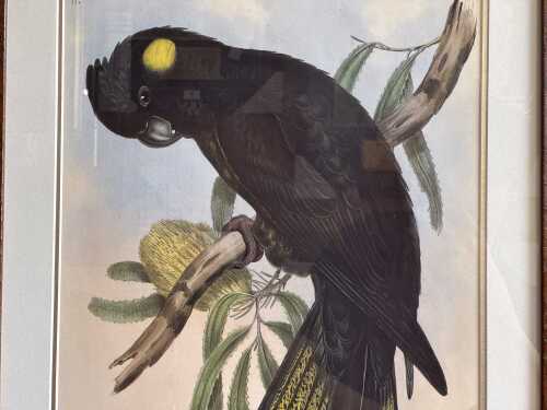 After John Gould (1804-1881)- Calyptorhynchus Funereus: Funereal Cockatoo, print on paper