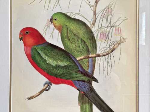 After John Gould (1804-1881), Aprosmictus Scapulatus: King Lory, print on paper.