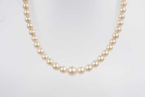 A strand of vintage Mikimoto graduated pearls to a silver pearl set clasp.