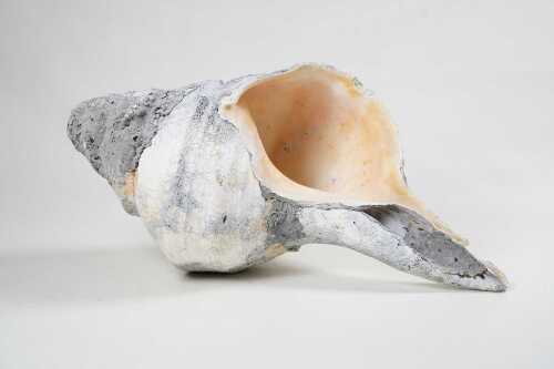 Vintage conch shell