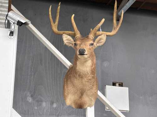 A taxidermy mounted deer head