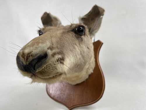 A vintage taxidermy kangaroo head, mounted on shield form board