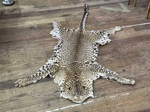 A vintage leopard skin rug.