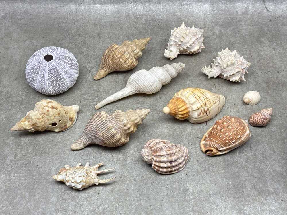 Collection of shells